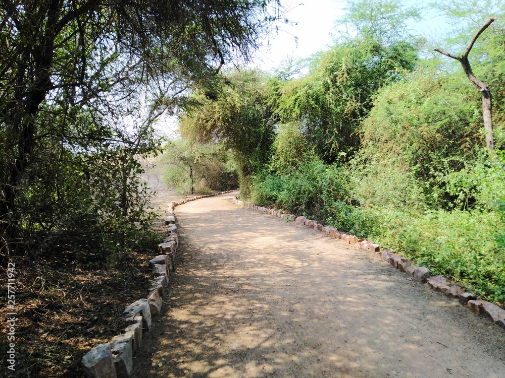 Fototapeta premium Camino verde