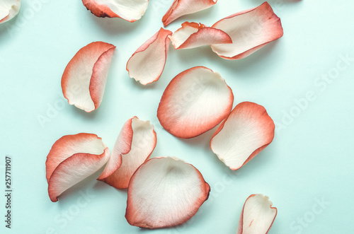 petals from roses, scattered petals on a blue background