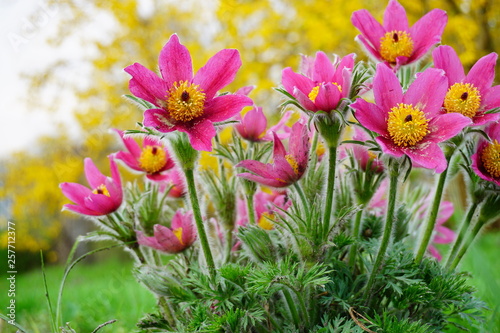 Pasque Flower, beautiful , spring flower (Pulsatilla vulgaris) - selective focus © skorpionik00