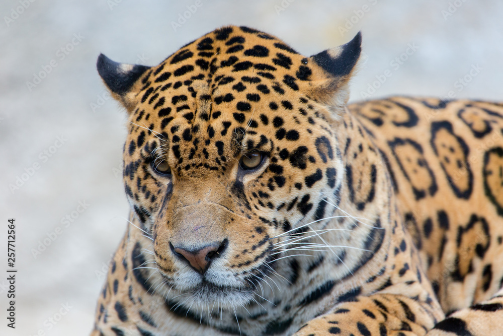 Obraz premium Leopard à la Palmyre
