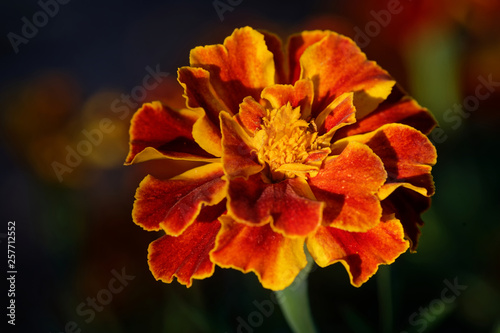 Tagetes © JuergenL