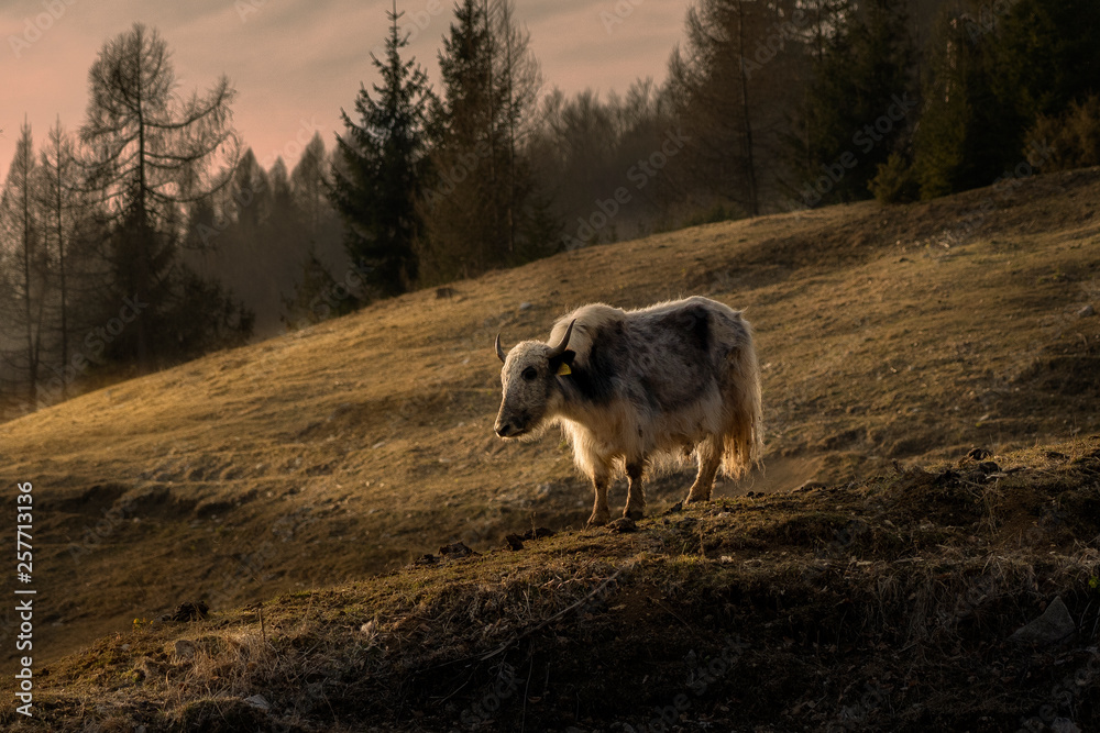 Fototapeta premium Yack grazing in a mountain at sunset.