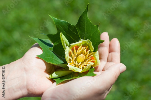 Beautiful flowering flower of tulip tree that blooms spring in the hands of a woman photo