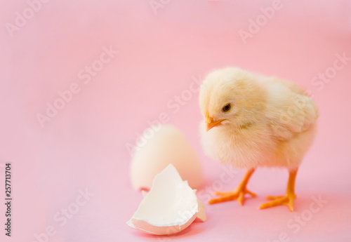 Newborn yellow chicken and broken eggs on a pink background. © Elena