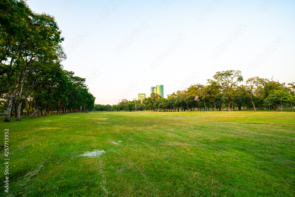 Beautiful green field with tree in city park sunset