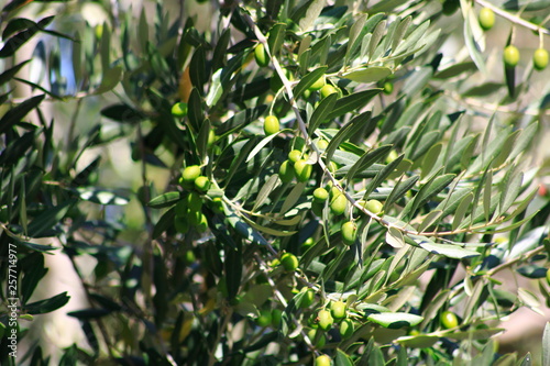 Oliven Früchte mit Blättern, im Sommer, am Baum in einem Olivenhain