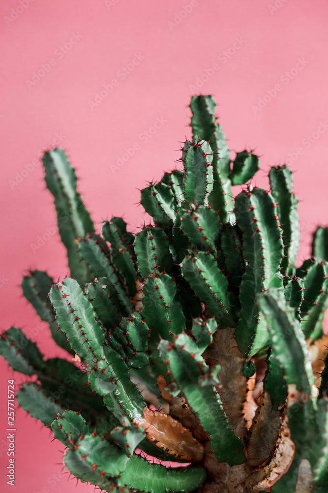 green Cactus on the pink background natural light green Cactus on the pink background natural light