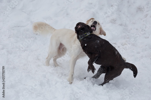 Cute golden retriever and black labrador retriever are playing on the white snow. Pet animals.