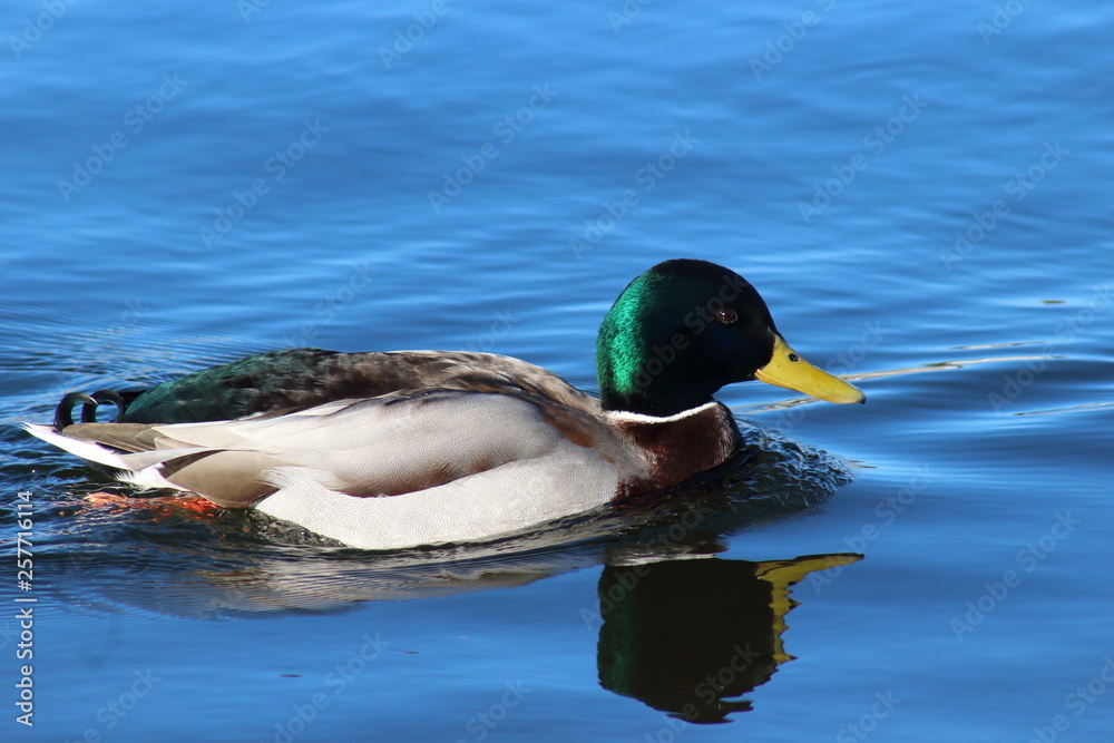 Obraz premium Stockente Erpel am Phönixsee Dortmund GER