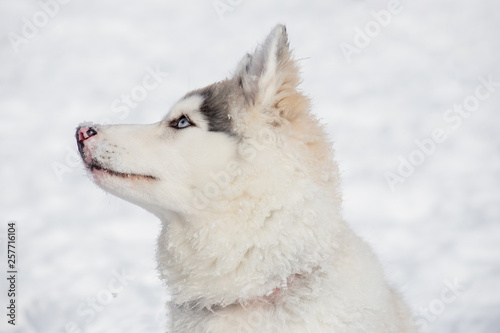 Cute siberian husky puppy is sitting on the white snow. Three month old. Pet animals.