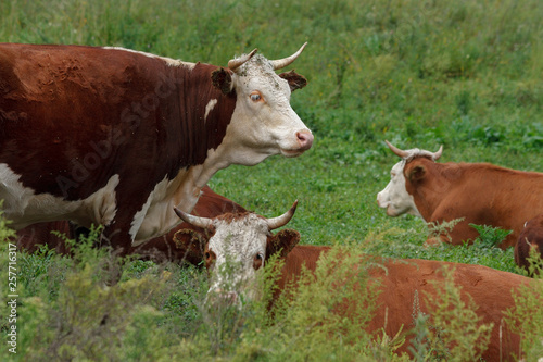 Wallpaper Mural brown cows with a white muzzle and horns graze in the green grass in the valley of the Altai mountains Torontodigital.ca