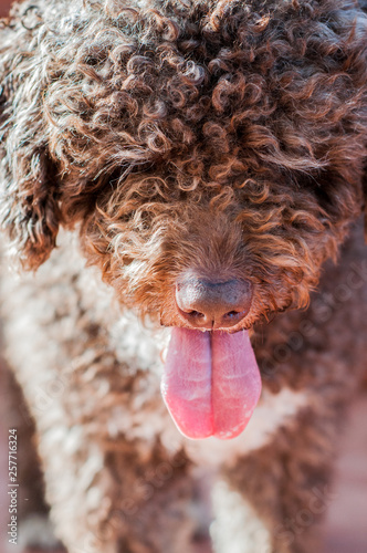 primer plano perro con la lengua fuera