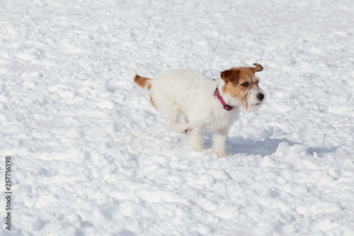 Cute jack russell terrier puppy is running on white snow. Pet animals.