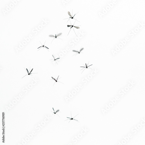 black silhouettes of a flock of small harmful insects mosquitoes flies throug...