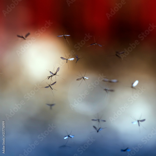 button of small harmful insects of mosquitoes flies through the air in the ev...