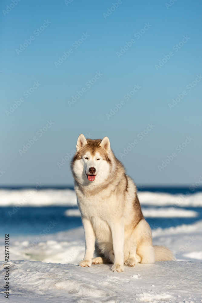 Cute Siberian husky dog sitting on ice floe on the frozen Okhotsk sea background Cute Siberian husky dog sitting on ice floe on the frozen Okhotsk sea background