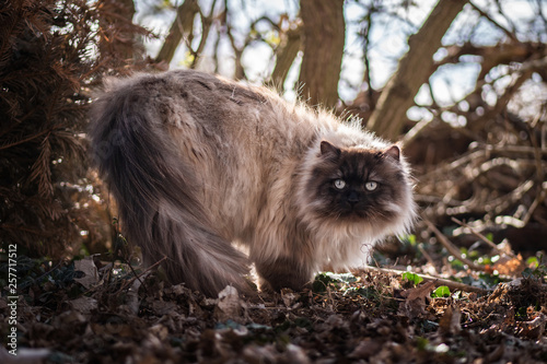 cat