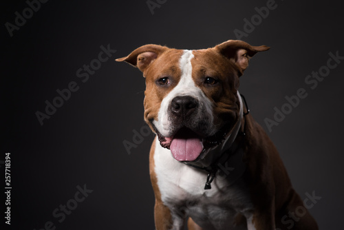 Young Ammerican Staffordshire terrier dog, portrait. Studio Shot