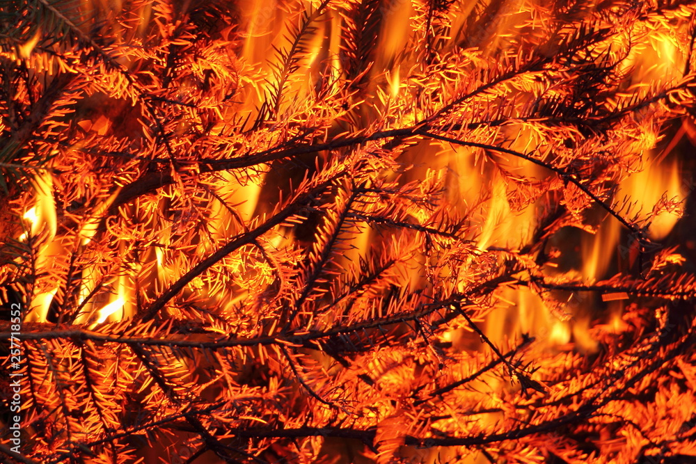 Beautiful fir needles fire with silhouettes of burning branches - texture for background