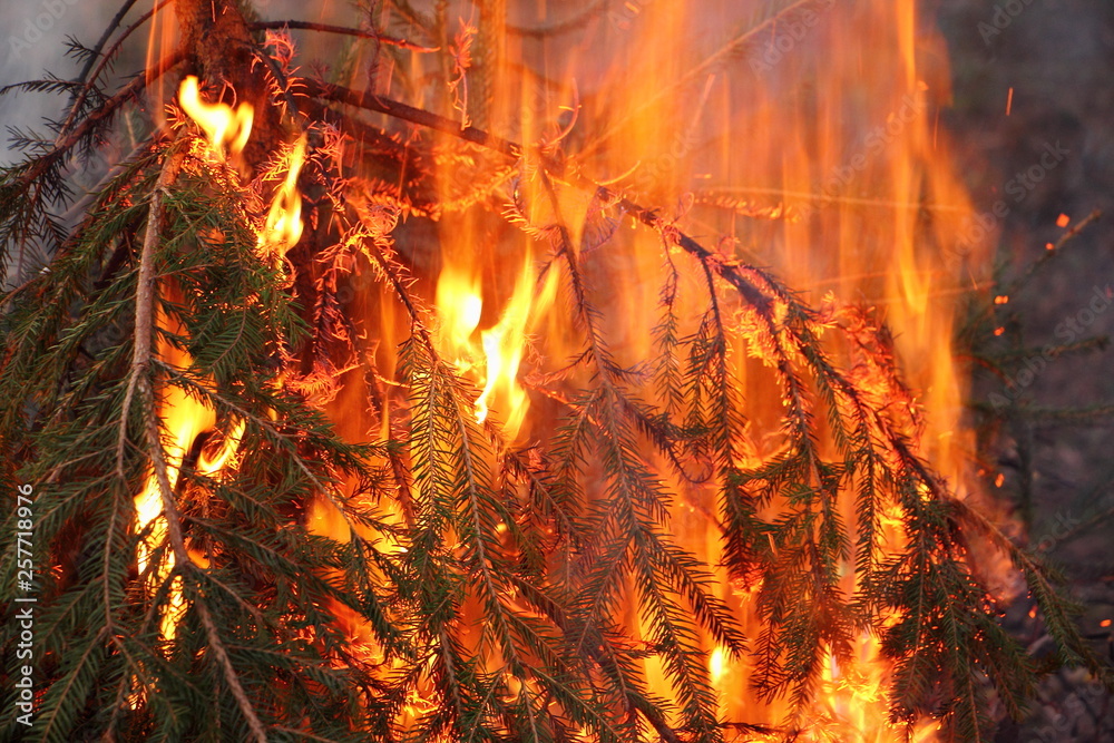 Fototapeta premium fire in the fireplace