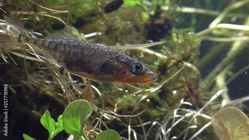 Dreistachliger Stichling,  Three-spined stickleback, Gasterosteus aculeatus photo