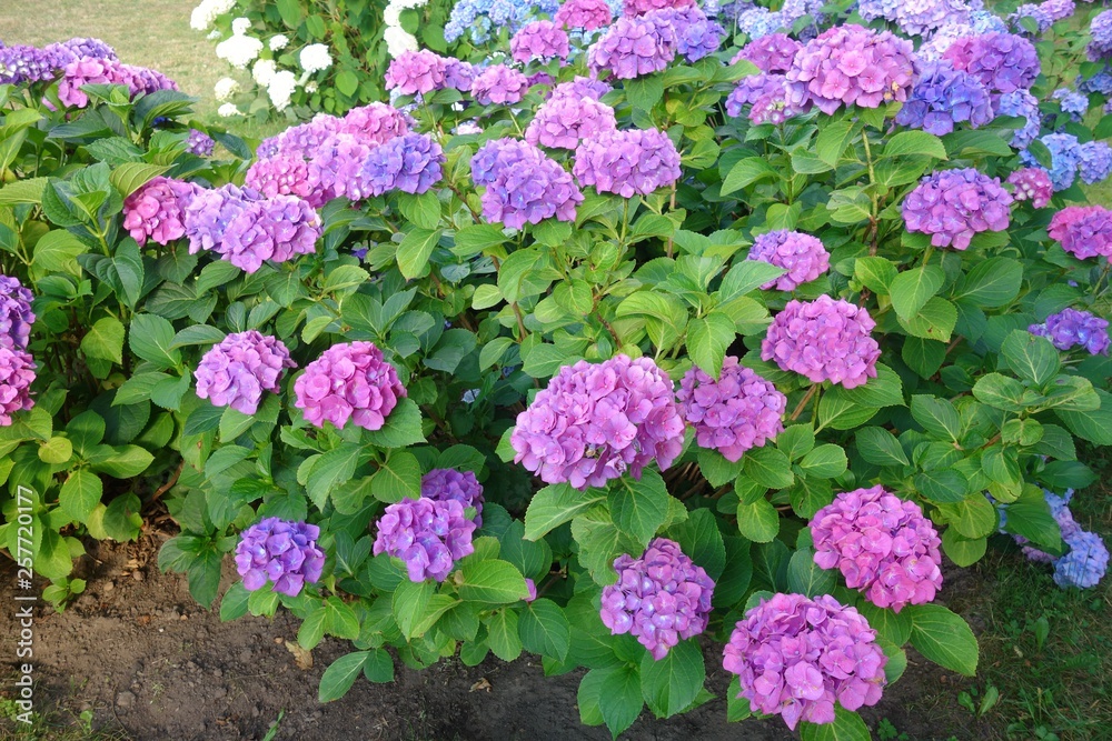 Hydrangea macrophylla - Hortensia flower - Beautiful bush of hydrangea flowers in a garden Hydrangea macrophylla - Hortensia flower - Beautiful bush of hydrangea flowers in a garden