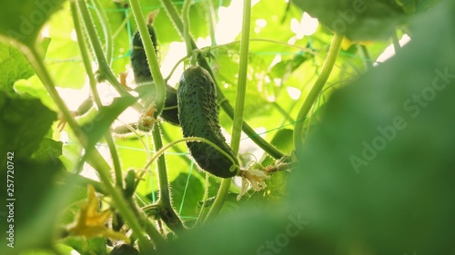 cucumber grows on a flowering bush. fresh cucumbers grown in open field. plantation of cucumbers. Growing cucumbers in greenhouses. garden business. blooming cucumber. ecologicaly clean. photo
