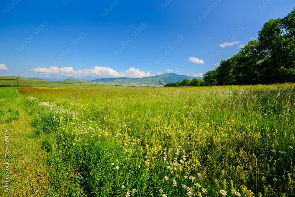 Beautiful field landscape