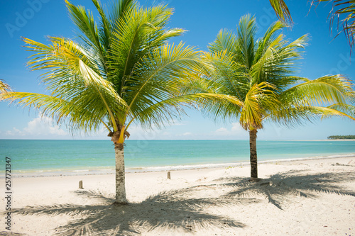 Fototapeta Naklejka Na Ścianę i Meble -  Coconut trees and turquoise sea at Sossego beach on Itamaraca island - Pernambuco, Brazil