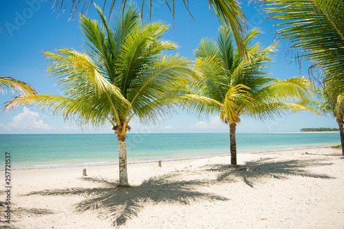 Coconut trees and turquoise sea at Sossego beach on Itamaraca island - Pernambuco, Brazil