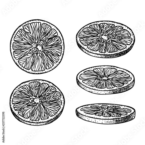 Set of fruit illustrations with Orange slices in engraving stile. Sweet and fresh fruit elements for menu, greeting cards, wrapping paper, cosmetics packaging, labels, tags, posters etc © Lucky Nikky