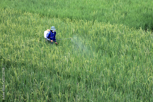 rice farmers, the concept of farmers spraying fertilizer