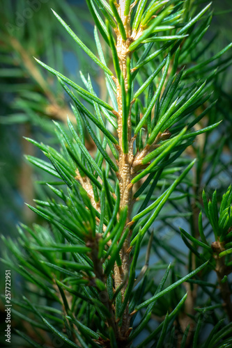 Norway spruce leaves macro shot.