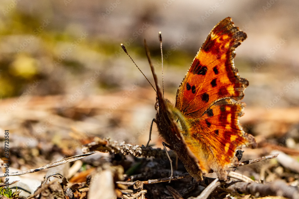 Obraz premium Nature