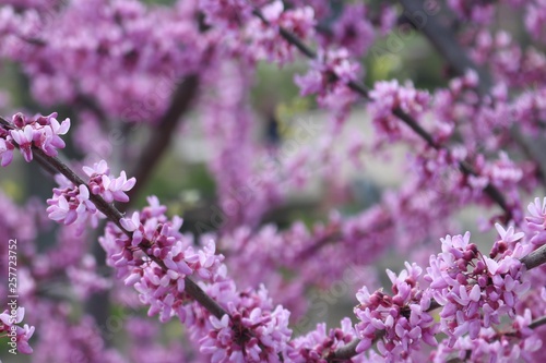 Closeup of flowering cherry blossom tree with copy space