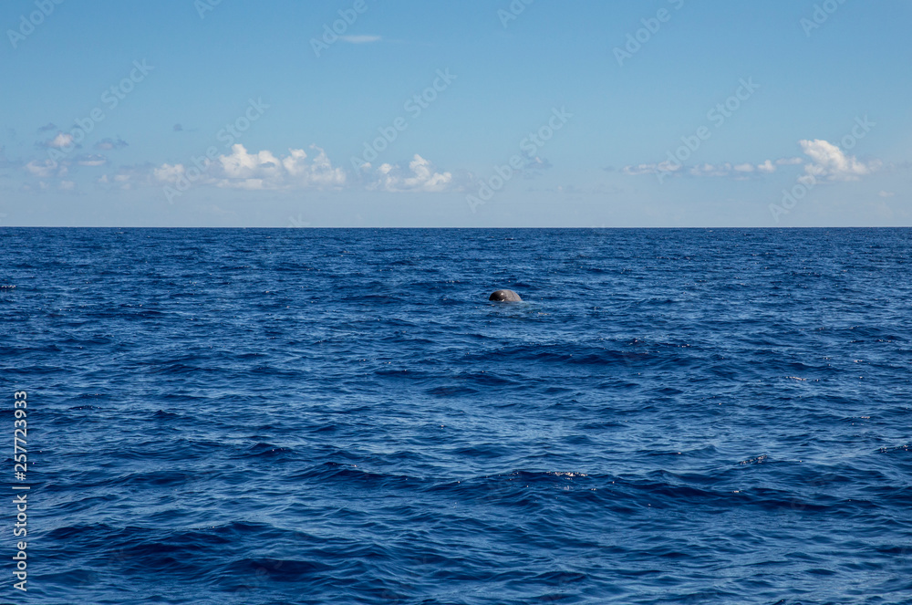 The sperm whale (Physeter macrocephalus) or cachalot is the largest of the toothed whales and the largest toothed predator. Sleeping in ocean water, nature outdoors in Atlantic ocean, Madeira.