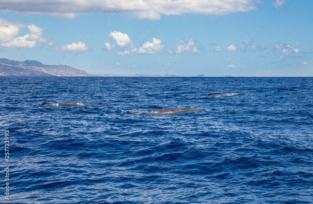 Fototapeta premium The sperm whale (Physeter macrocephalus) or cachalot is the largest of the toothed whales and the largest toothed predator. Group swimming in ocean water, nature outdoors in Atlantic ocean, Madeira.