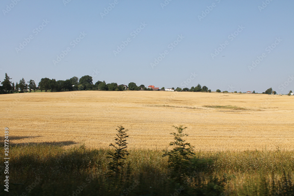 The fields and forests of the Czech Republic in August day