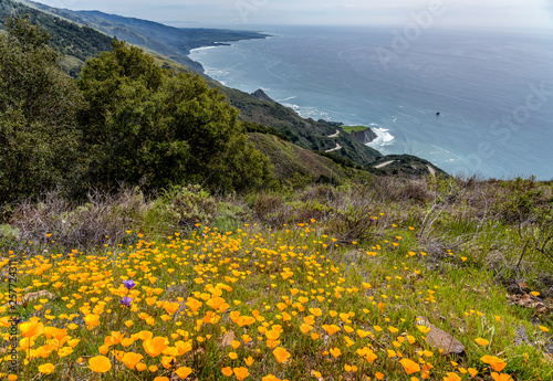 Poppies Along Coastal Mountains and Ocean 