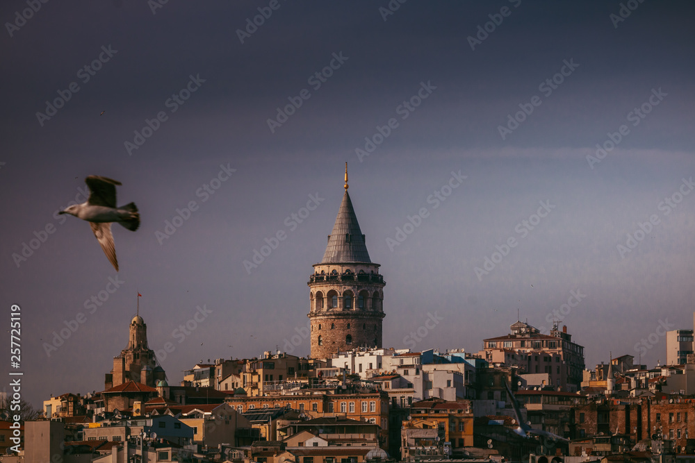 galata tower and seagull