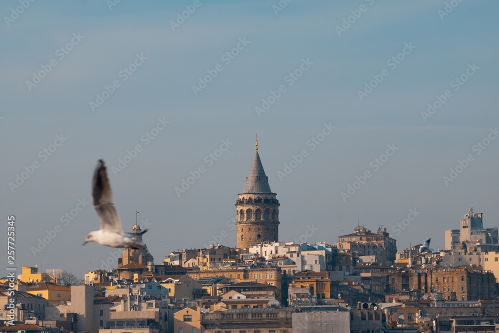 galata tower and seagull
