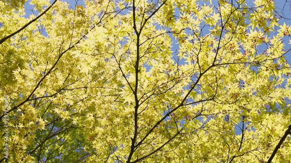 Maple tree against the sky Maple tree against the sky