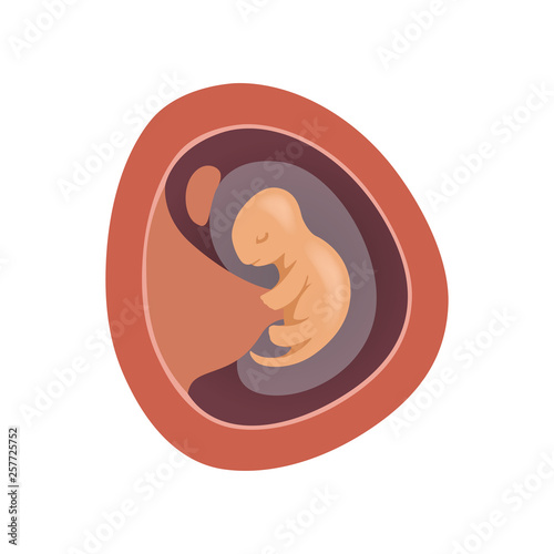 Human fetus inside the womb, 1 month, stage of embryo development vector Illustration on a white background