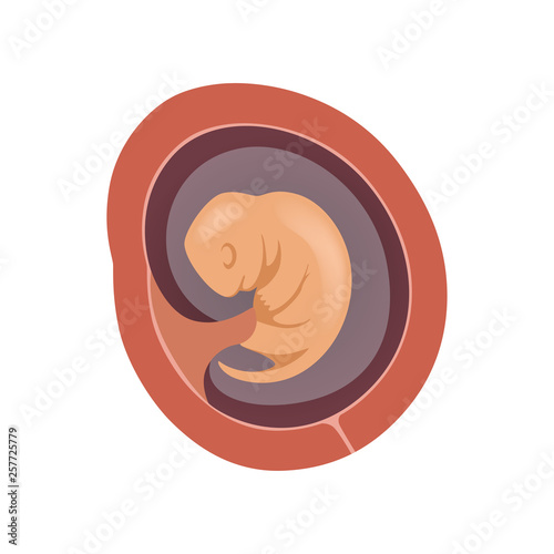 Human fetus inside the womb, 2 month, stage of embryo development vector Illustration on a white background
