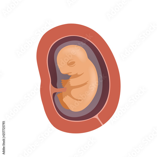 Human fetus inside the womb, 3 month, stage of embryo development vector Illustration on a white background