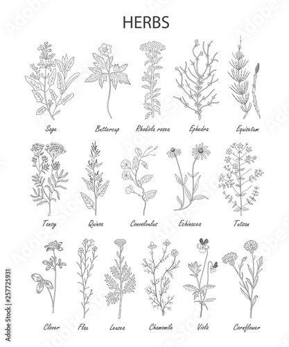 Hand drawn herbs and wild flowers collection isolated