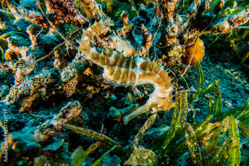 Sea       horse in the Red Sea Colorful and beautiful  Eilat Israel