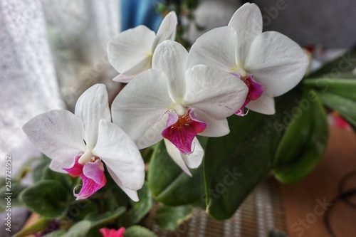 Fototapeta Naklejka Na Ścianę i Meble -  A branch of blooming white orchids.