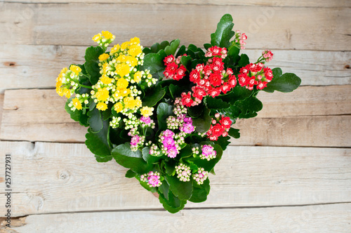 Multicolored flowers yellow, red, pink Kalanchoe on a wooden background in flower pot.