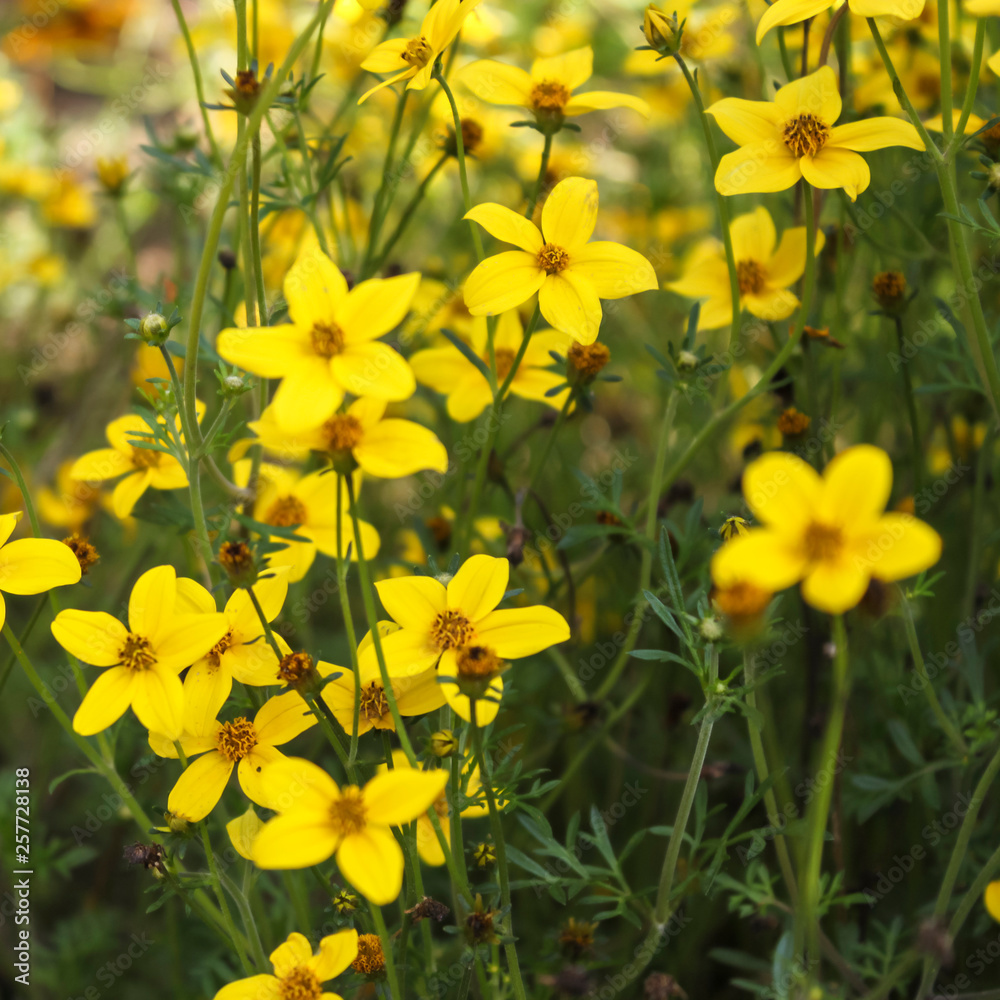 Obraz premium Gelbe Blumen